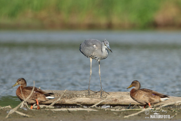 Blauwe reiger