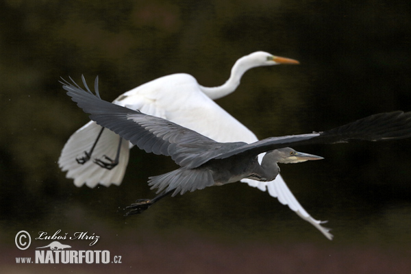 Blauwe reiger