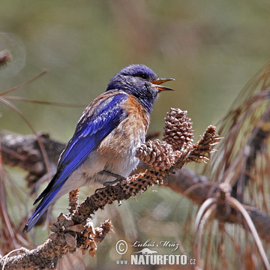 Blauwkeelsialia