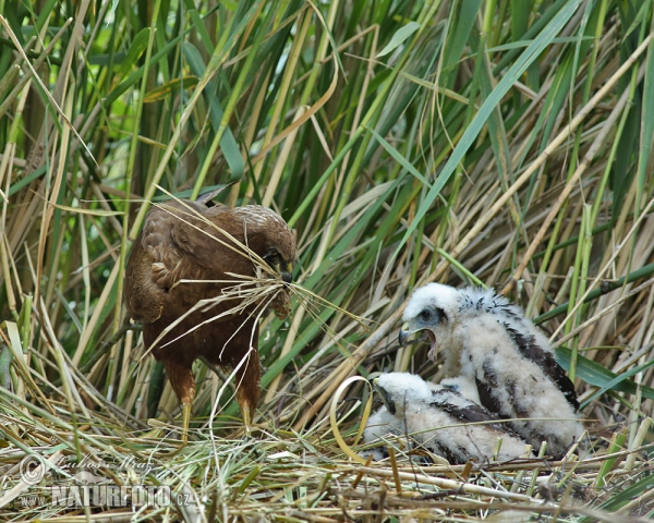 Błotniak stawowy