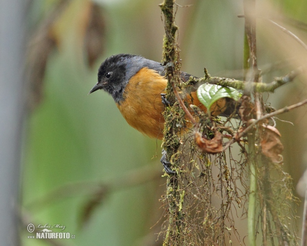 Blue-backed Conebill (Conirostrum sitticolor)