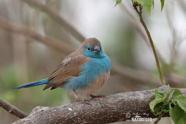 Blue-breasted Cordonbleu (Uraeginthus angolensis)