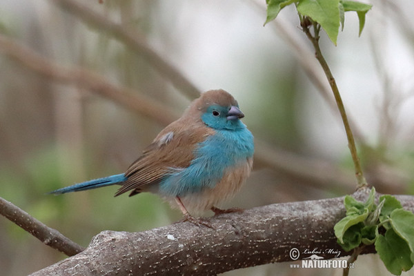 Blue-breasted Cordonbleu (Uraeginthus angolensis)