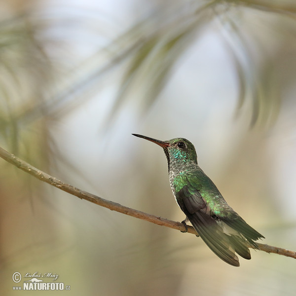 Blue-chinned Sapphire (Chlorestes notata)