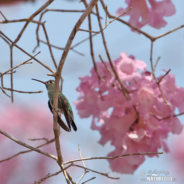 Blue-chinned Sapphire (Chlorestes notata)