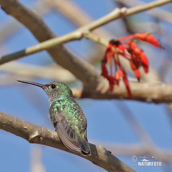 Blue-chinned Sapphire (Chlorestes notata)