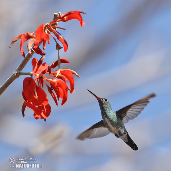 Blue-chinned Sapphire (Chlorestes notata)