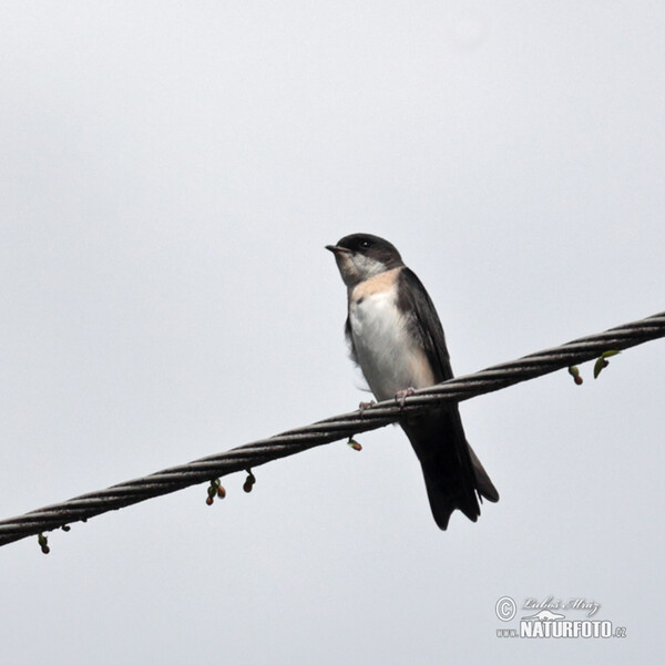 Blue-end-white Swallow (Notiochelidon cyanoleuca)