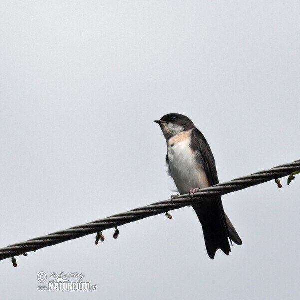 Blue-end-white Swallow (Notiochelidon cyanoleuca)