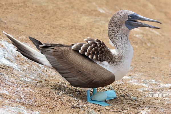 Blue-footed Booby (Sula nebouxii)