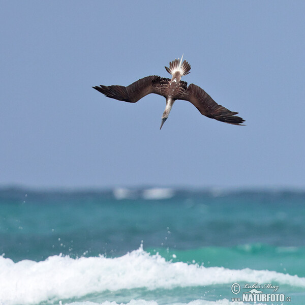 Blue-footed Booby (Sula nebouxii)