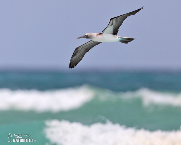 Blue-footed Booby (Sula nebouxii)