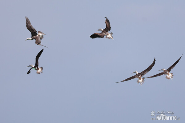 Blue-footed Booby (Sula nebouxii)