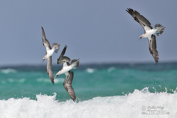 Blue-footed Booby (Sula nebouxii)