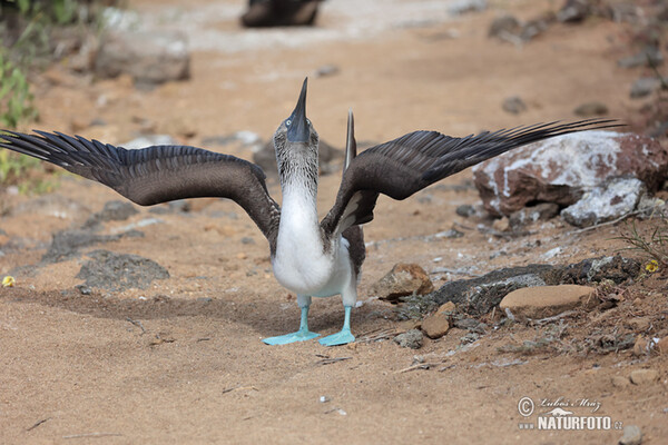 Blue-footed Booby (Sula nebouxii)