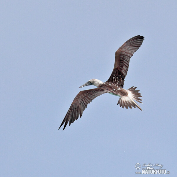 Blue-footed Booby (Sula nebouxii)