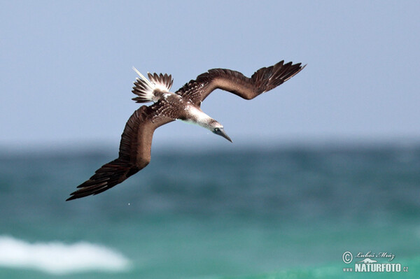 Blue-footed Booby (Sula nebouxii)