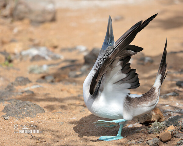 Blue-footed Booby (Sula nebouxii)