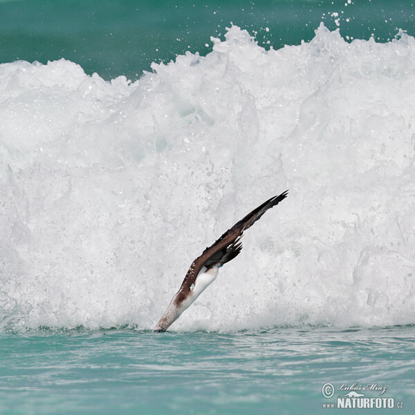 Blue-footed Booby (Sula nebouxii)