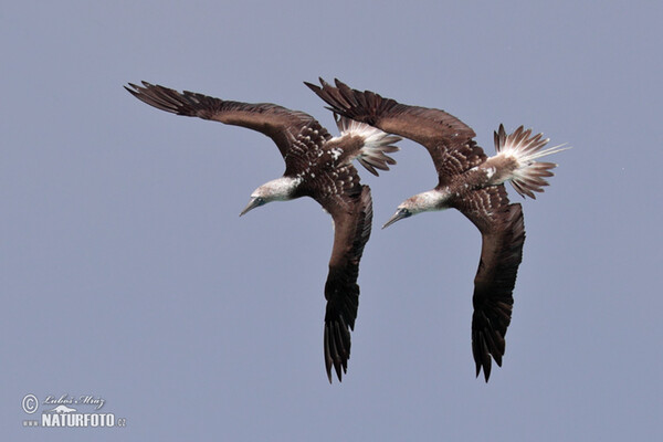 Blue-footed Booby (Sula nebouxii)