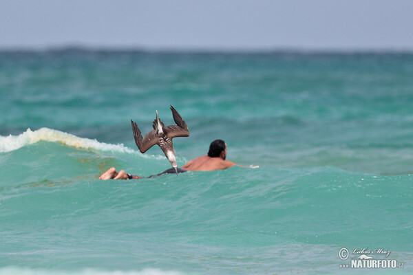 Blue-footed Booby (Sula nebouxii)