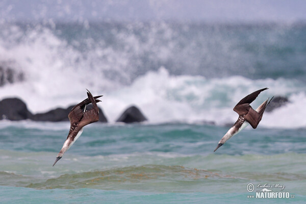 Blue-footed Booby (Sula nebouxii)