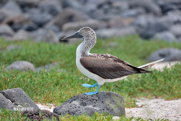 Blue-footed Booby (Sula nebouxii)