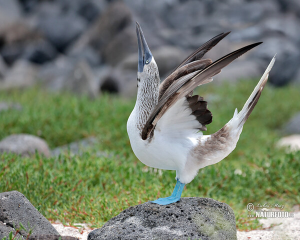 Blue-footed Booby (Sula nebouxii)