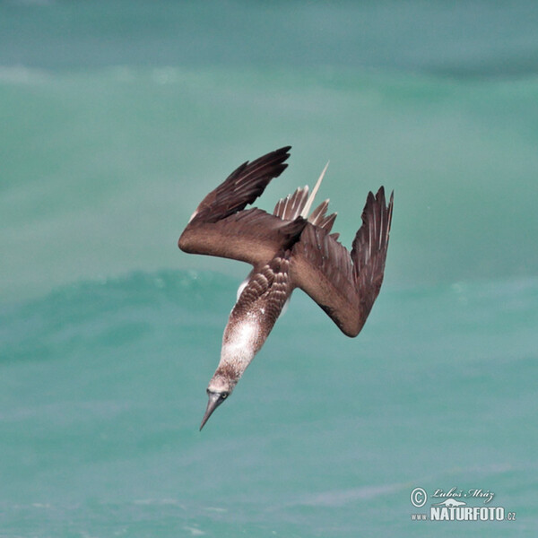 Blue-footed Booby (Sula nebouxii)