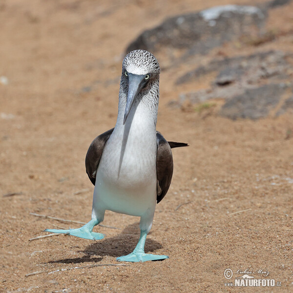 Blue-footed Booby (Sula nebouxii)