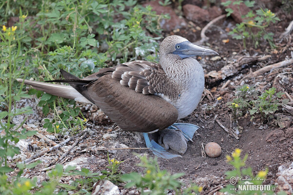 Blue-footed Booby (Sula nebouxii)