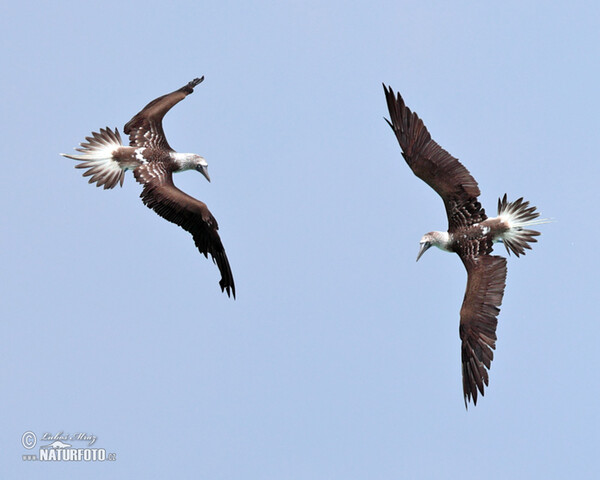 Blue-footed Booby (Sula nebouxii)