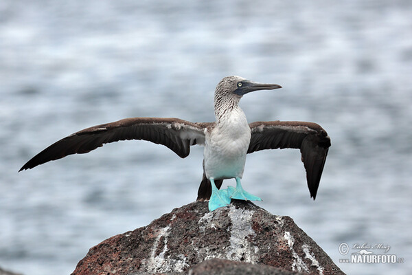 Blue-footed Booby (Sula nebouxii)