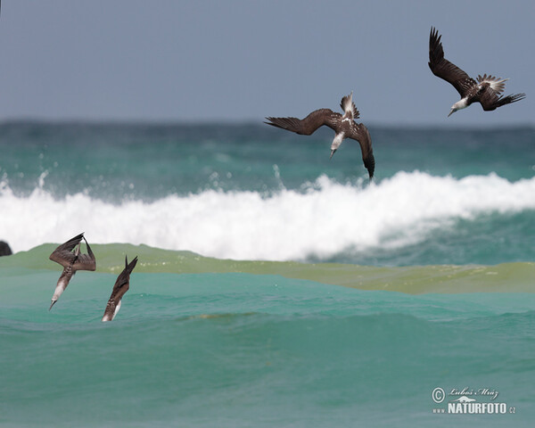 Blue-footed Booby (Sula nebouxii)