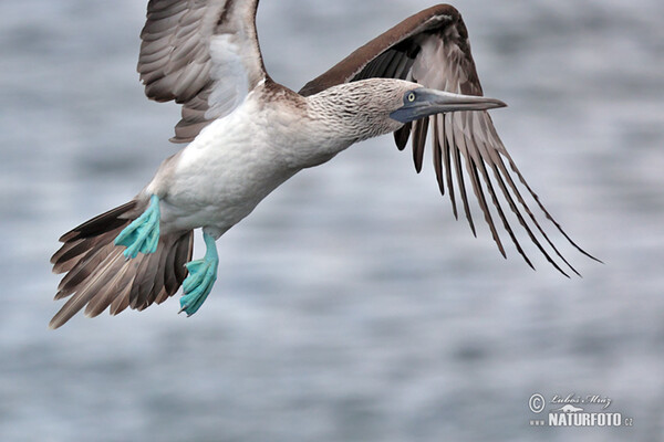 Blue-footed Booby (Sula nebouxii)