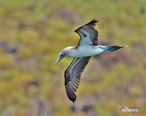 Blue-footed Booby (Sula nebouxii)