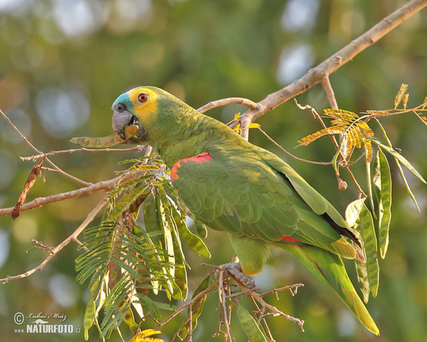 Blue-fronted Parrot (Amazona aestiva)