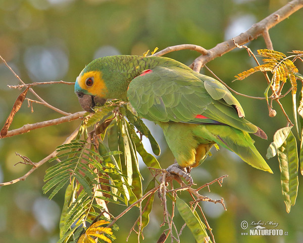 Blue-fronted Parrot (Amazona aestiva)