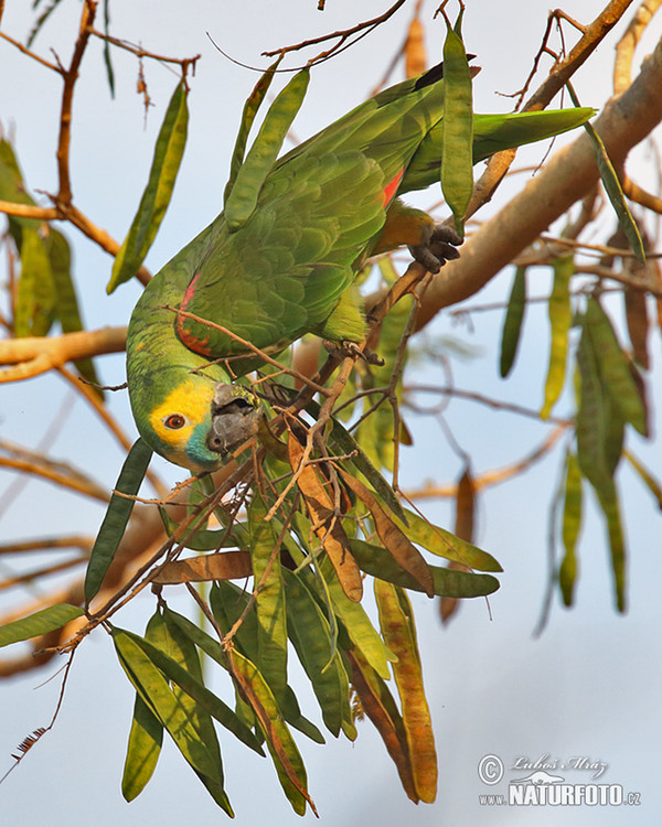 Blue-fronted Parrot (Amazona aestiva)