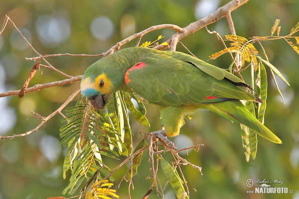 Blue-fronted Parrot (Amazona aestiva)