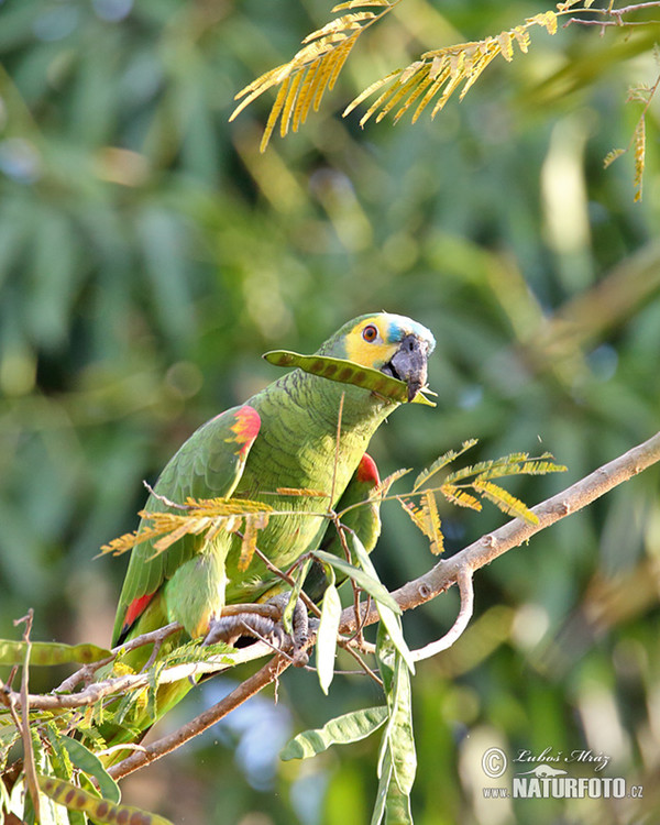 Blue-fronted Parrot (Amazona aestiva)