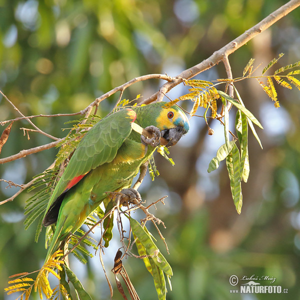 Blue-fronted Parrot (Amazona aestiva)