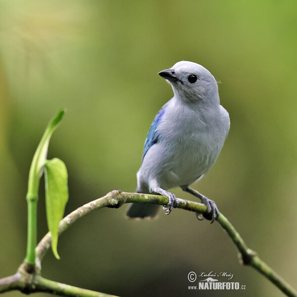 Blue-gray Tanger (Thraupis episcopus)