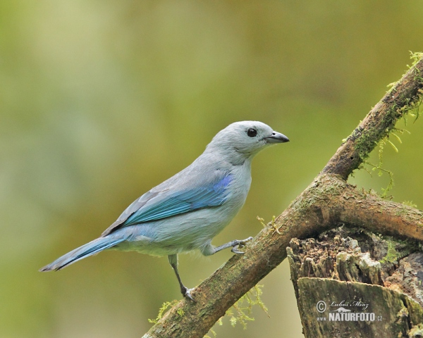 Blue-gray Tanger (Thraupis episcopus)