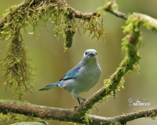 Blue-gray Tanger (Thraupis episcopus)