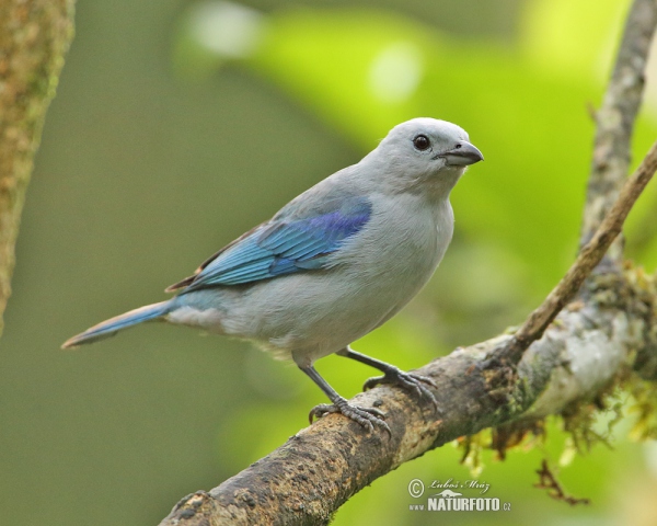 Blue-gray Tanger (Thraupis episcopus)