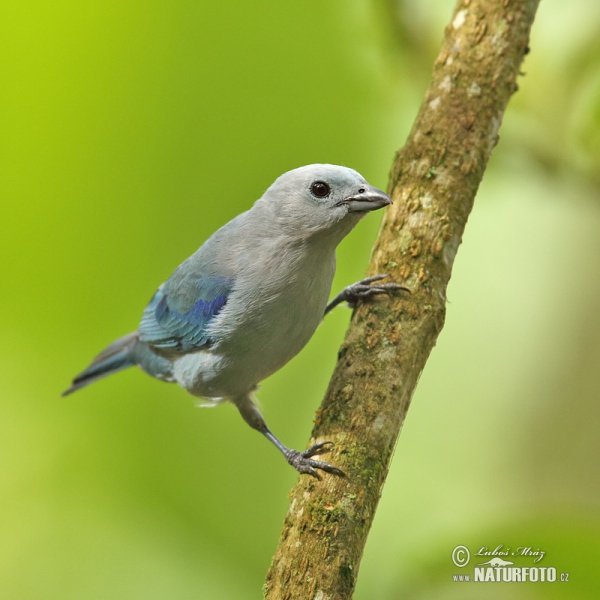 Blue-gray Tanger (Thraupis episcopus)