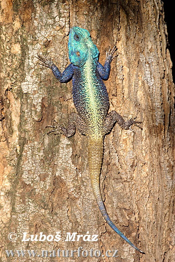 Blue Headed Southern Tree Agama (Acanthocercus atricollis)