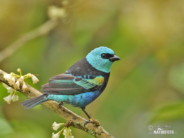 Blue-necked Tanager (Tangara cyanicollis)