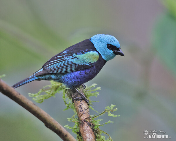 Blue-necked Tanager (Tangara cyanicollis)